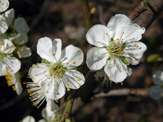 Slivoň obecná (Prunus insititia L.), šestičetný květ (6)