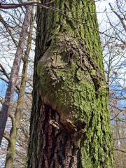 Nádor na dubu letním (Quercus robur L.) (54)