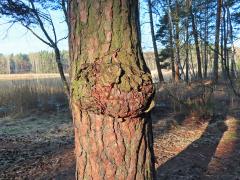 Tumor na borovici lesní (Pinus sylvestris L.) (38)