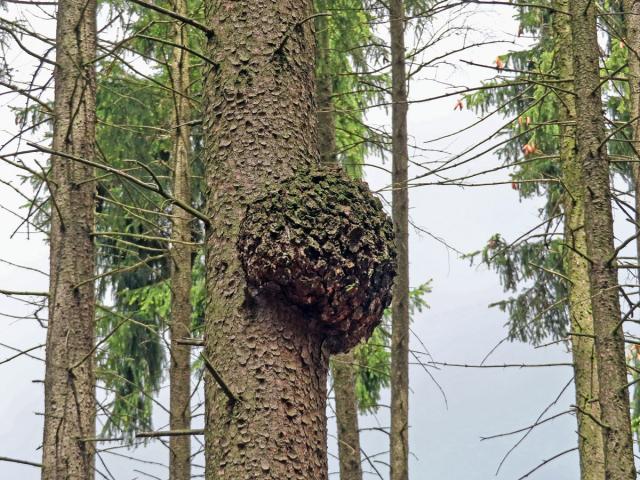 Smrk ztepilý (Picea abies (L.) Karsten) (13c) s nádorem na kmeni