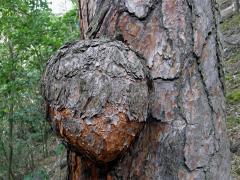 Tumory na borovici (Pinus L.)
