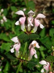 Hluchavka skvrnitá (Lamium maculatum L.) se světle růžovými květy (3g)