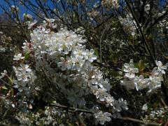 Třešeň višeň (Prunus cerasus L.)