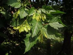 Javor tatarský (Acer tataricum L.)