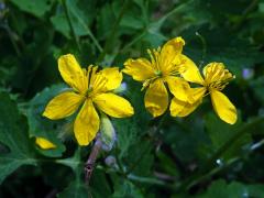 Vlaštovičník větší (Chelidonium majus L.) - pětičetný květ (6)