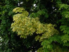 Javor mléč (Acer platanoides L.) s větví s panašovanými listy