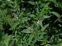 Kamejka rolní (Lithospermum arvense L.)