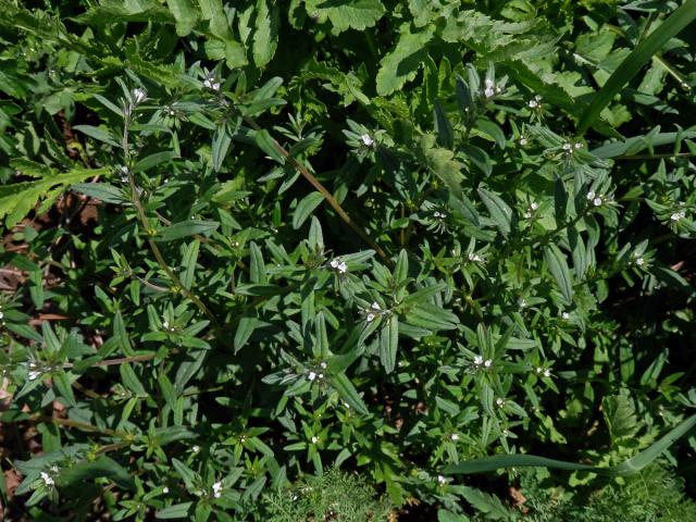 Kamejka rolní (Lithospermum arvense L.)