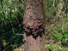 Tumor na borovici lesní (Pinus sylvestris L.) (39)