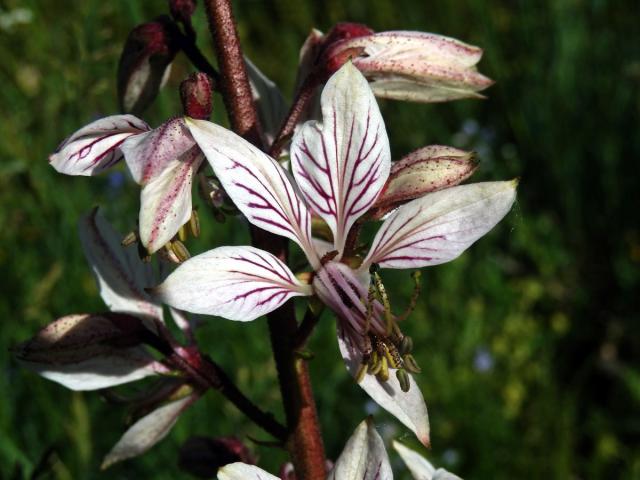 Třemdava bílá (Dictamnus albus L.) se světlými květy (1b)