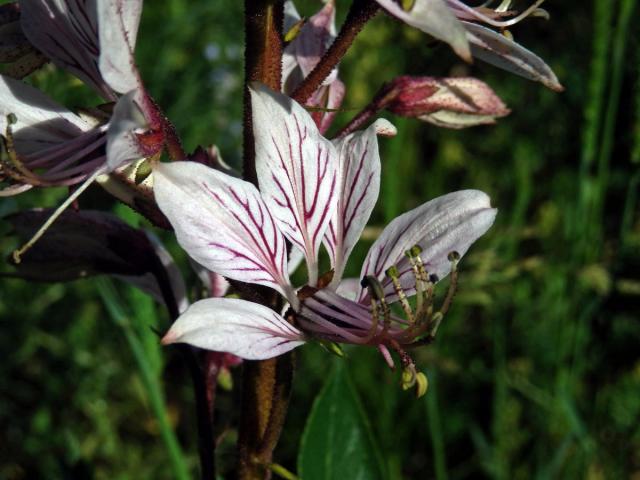 Třemdava bílá (Dictamnus albus L.) se světlými květy (1c)