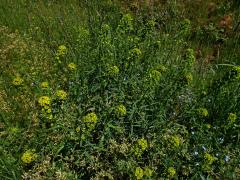 Pryšec obecný (Euphorbia esula L.)