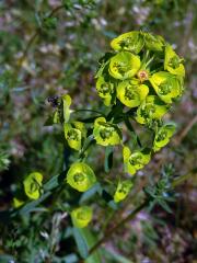 Pryšec obecný (Euphorbia esula L.)