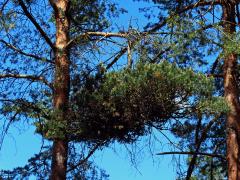 Čarověník na borovici lesní (Pinus sylvestris L.) (22)