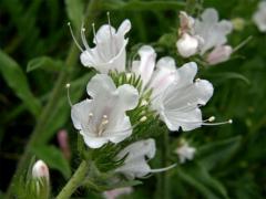 Hadinec obecný (Echium vulgare L.) - květy bez barviva (1b)