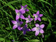 Zvonek rozkladitý (Campanula patula L.) - čtyřčetný květ (12)