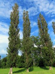 Topol černý vlašský (Populus nigra var. italica (Moench.) Koehne)    