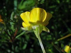 Pryskyřník hlíznatý (Ranunculus bulbosus L.)