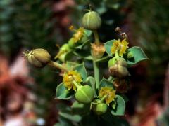 Pryšec (Euphorbia pithyusa L.)