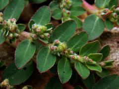 Pryšec rozprostřený (Euphorbia prostrata Aiton)