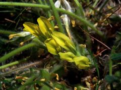 Kozinec bezlodyžný (Astragalus exscapus L.)