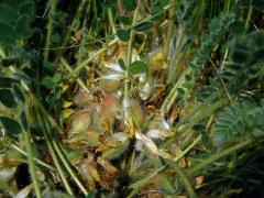 Kozinec bezlodyžný (Astragalus exscapus L.)
