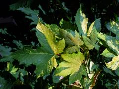 Javor klen (Acer pseudoplatanus L.) s panašovanými listy (5d)