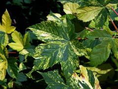 Javor klen (Acer pseudoplatanus L.) s panašovanými listy (5e)
