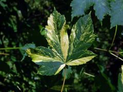 Javor klen (Acer pseudoplatanus L.) s panašovanými listy (5o)
