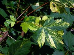 Javor klen (Acer pseudoplatanus L.) s panašovanými listy (5p)