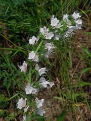Hadinec obecný (Echium vulgare L.) - květy bez barviva (5a)