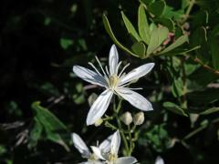 Plamének palčivý (Clematis flammula L.), pětičetný květ (3)
