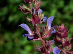 Šalvěj hajní (Salvia nemorosa L.)