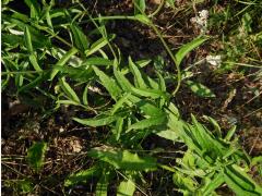 Hořčík jestřábníkovitý (Picris hieracioides L.), fasciace stonku