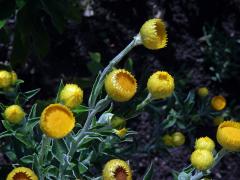 Smil (Helichrysum decorum DC.)