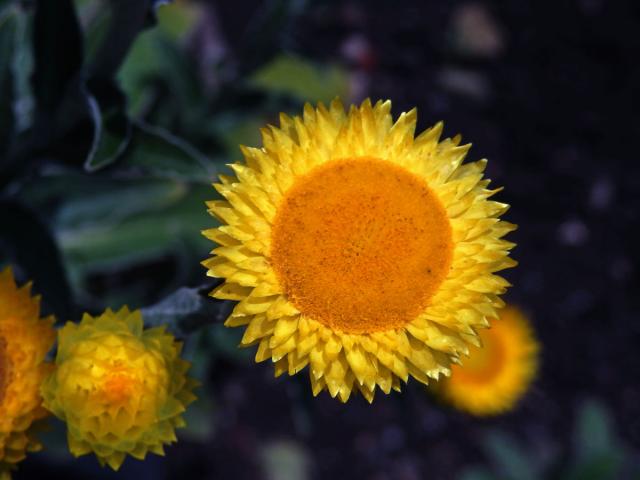 Smil (Helichrysum decorum DC.)