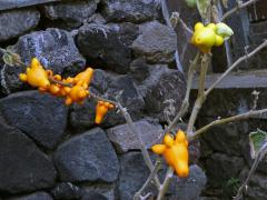 Lilek (Solanum mammosum L.)