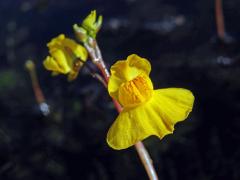 Bublinatka jižní (Utricularia australis R. Br.)