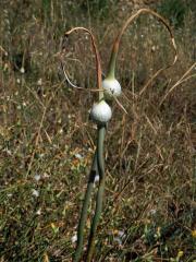 Česnek (Allium ampeloprassum L.)