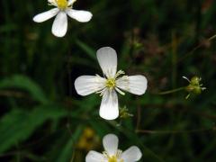 Pryskyřník platanolistý (Ranunculus platanifolius L.), čtyřčetný květ (7)