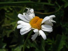 Fasciace kopretiny bílé (Laucanthemum vulgare Lamk.)