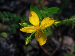 Třezalka tečkovaná (Hypericum perforatum L.), čtyřčetný květ (11)