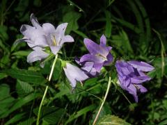 Zvonek kopřivolistý (Campanula trachelium L.) se světlými květy (4a)