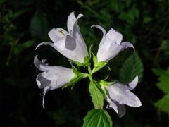 Zvonek kopřivolistý (Campanula trachelium L.) se světlými květy (4b)