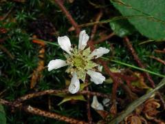 Ostružiník křovitý (Rubus fruticosus L. agg.) - šestičetný květ (13)