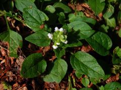 Černohlávek obecný (Prunella vulgaris L.) s bílými květy (2a)