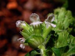Černohlávek obecný (Prunella vulgaris L.) s bílými květy (2h)