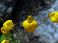 Pantoflíček (Calceolaria andina Benth.)