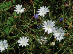Čekanka obecná (Cichorium intybus L.) - rostlina s bílými květy (11d)