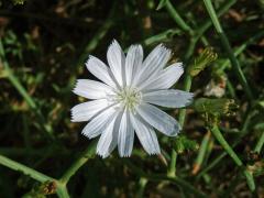 Čekanka obecná (Cichorium intybus L.) - rostlina s bílými květy (11f)